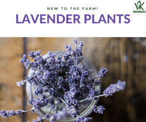 New to the Farm: Lavender!