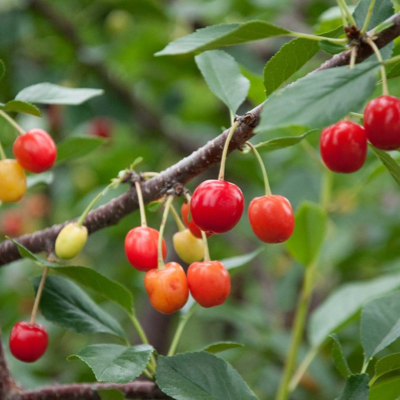 Permaculture Fruit and Perennial Veggies
