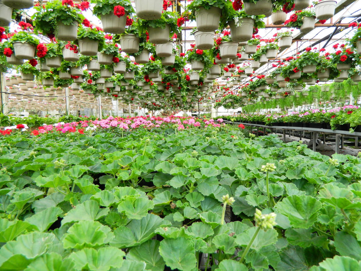 Garden & Patio – Vankampens Greenhouses