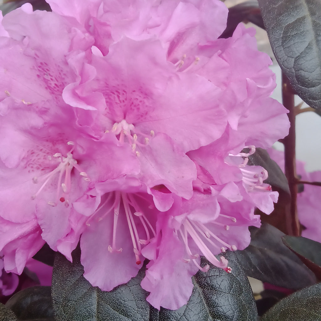 Rhododendron - 