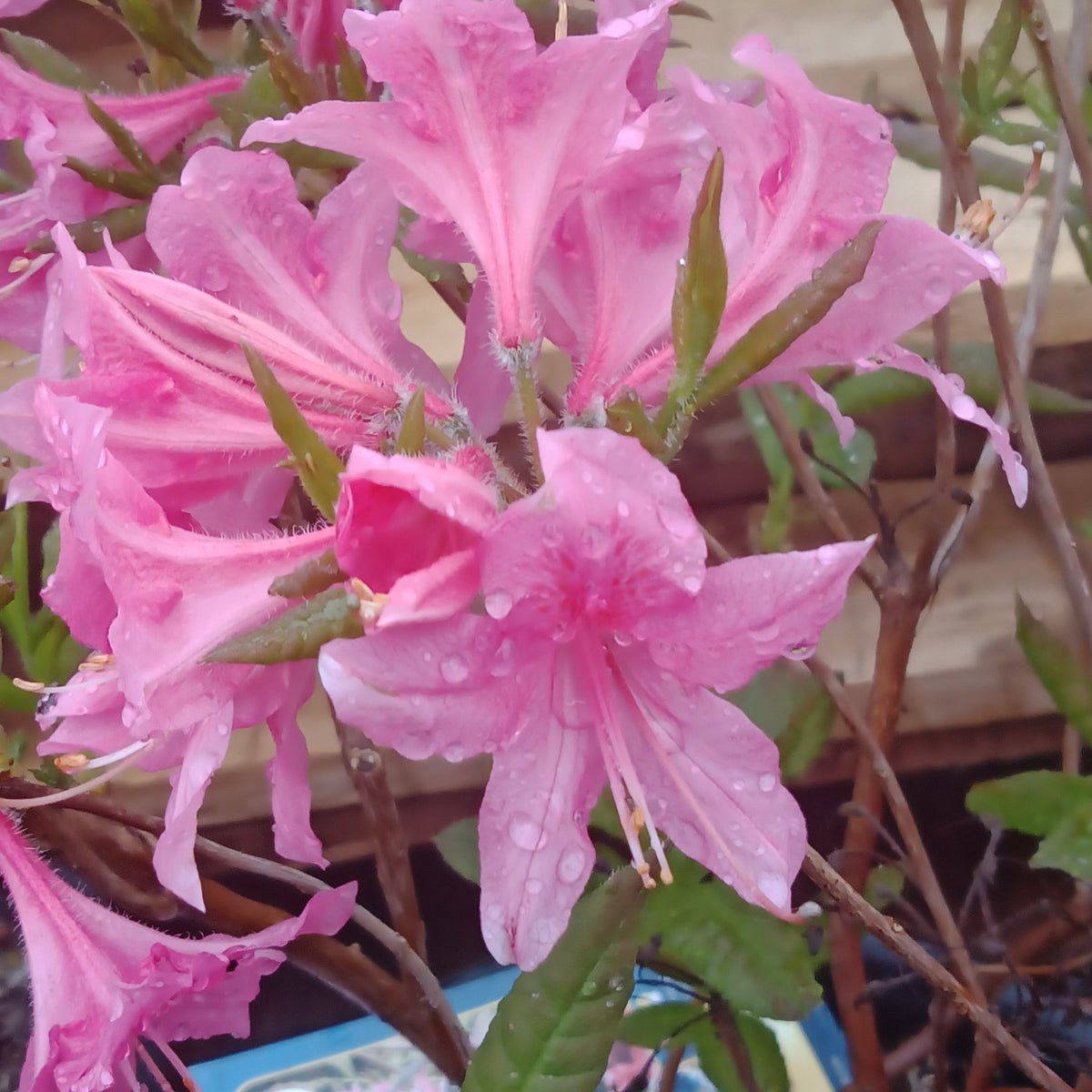 Azalea - “Rosy Lights” (2Gal) – Vankampens Greenhouses