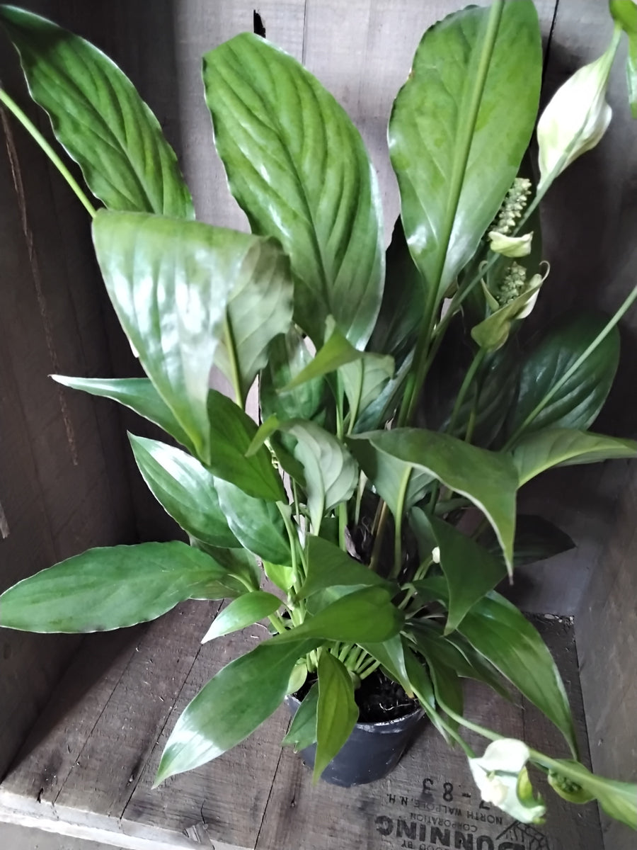 Peace Lily "White" Vankampens Greenhouses