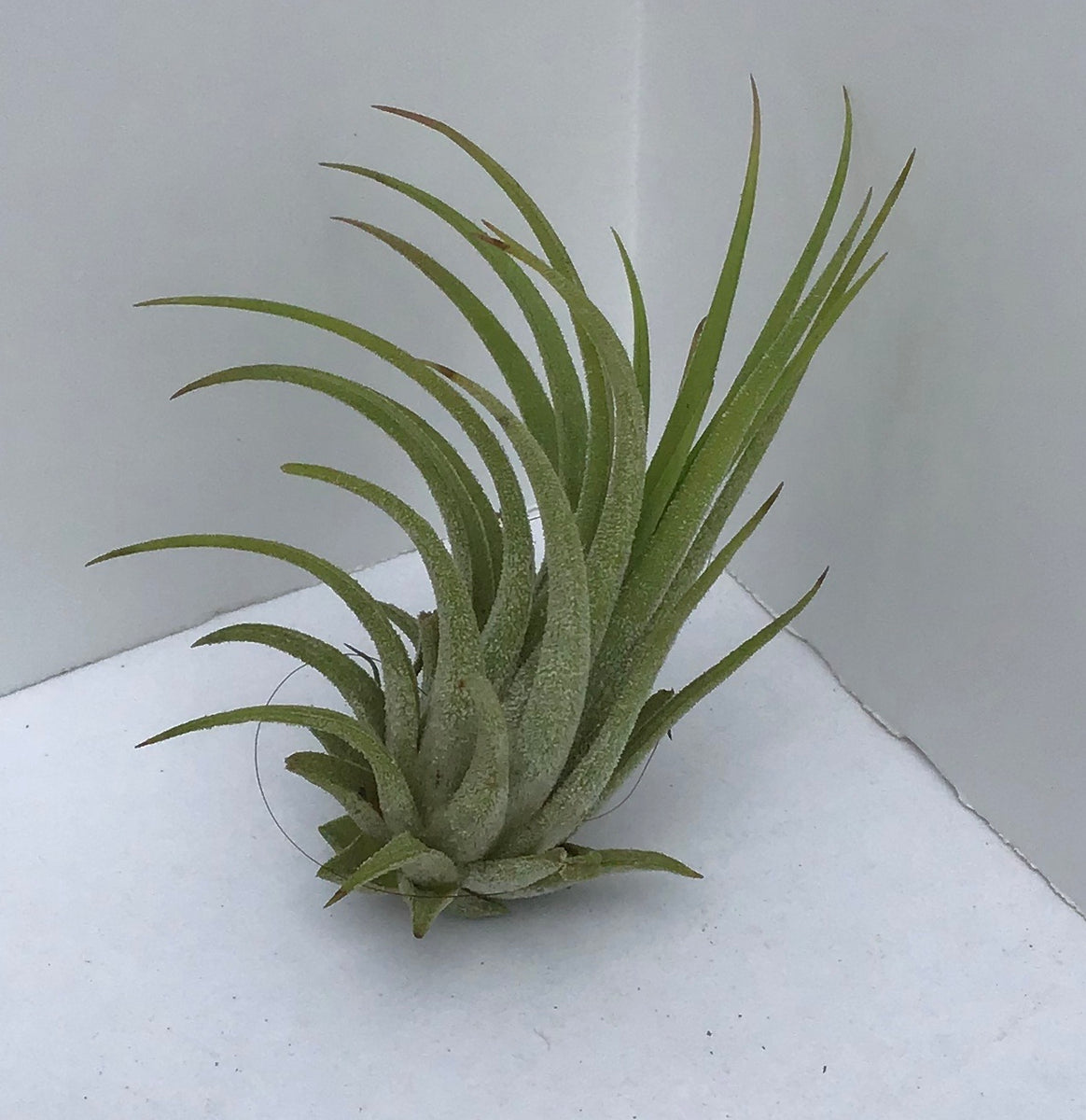 Tillandsia AKA Air Plants - “Assorted” – Vankampens Greenhouses