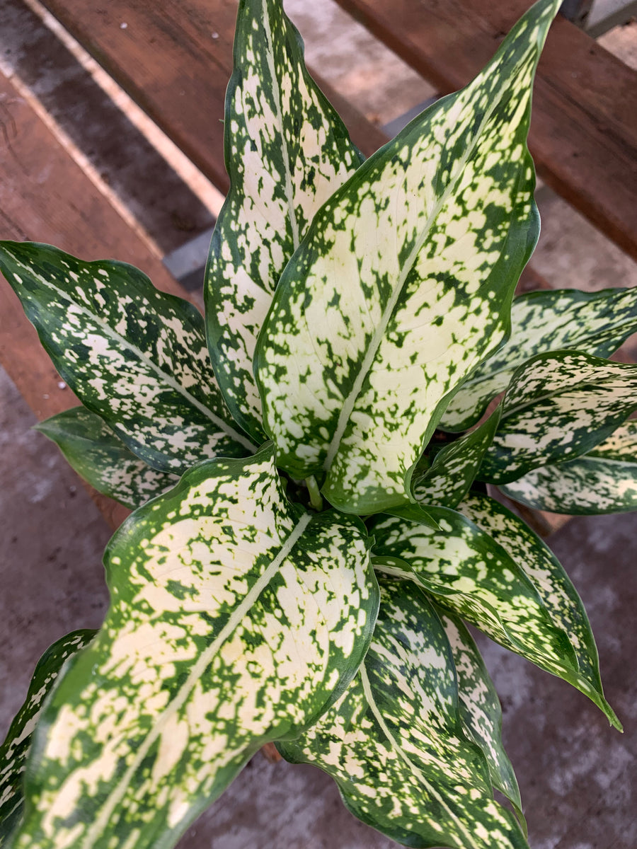 N*P様 THE GREEN KONG Aglaonema picture Aglaonema 'Shades' | InteriorPlants.ca