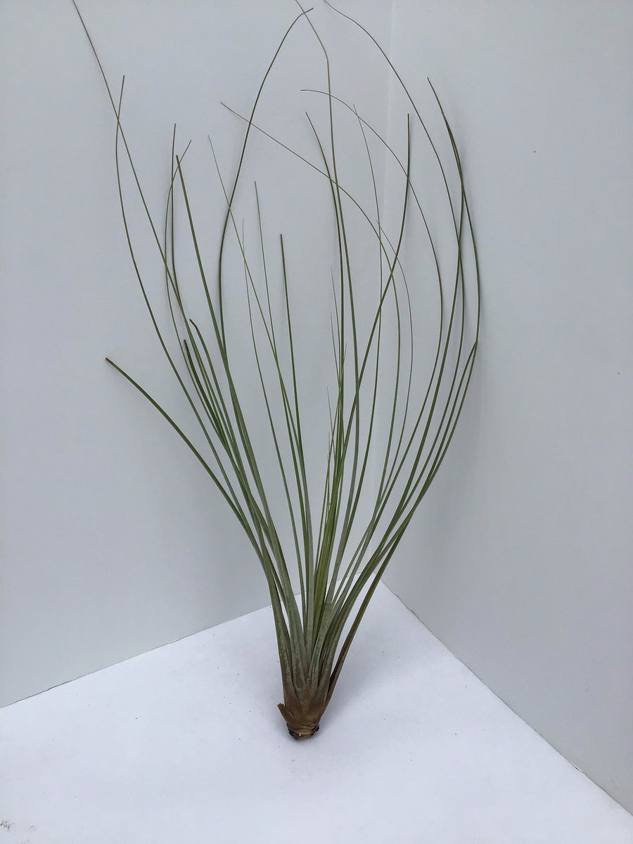 Tillandsia AKA Air Plants - “Assorted” – Vankampens Greenhouses