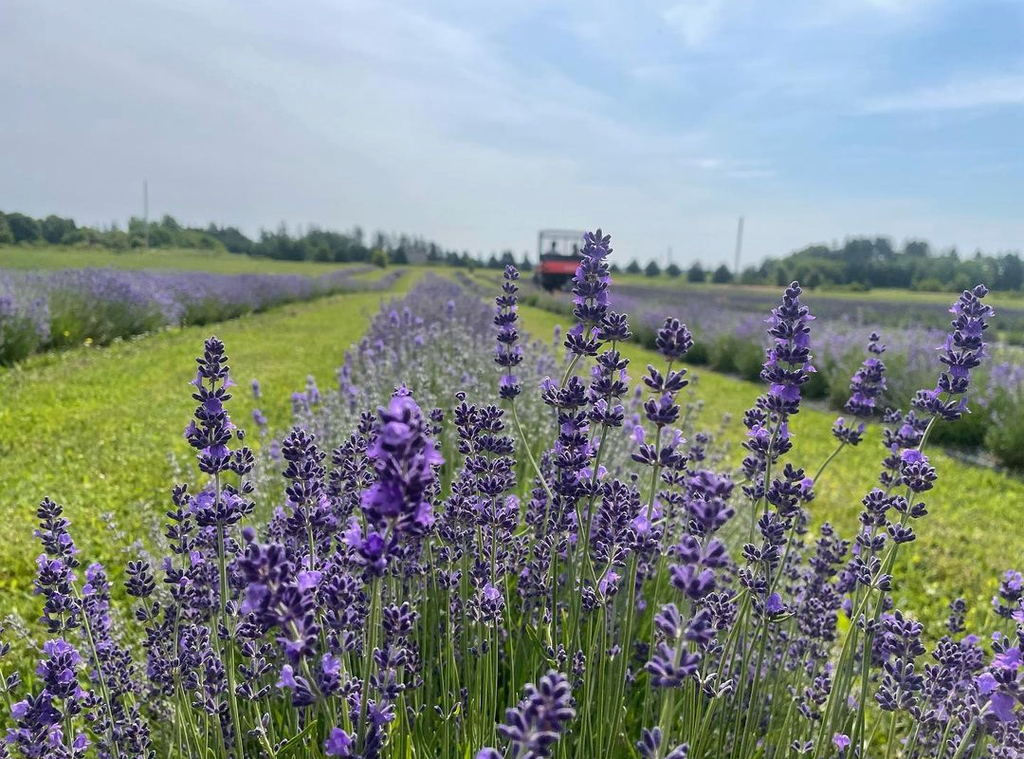 Life with Lavender