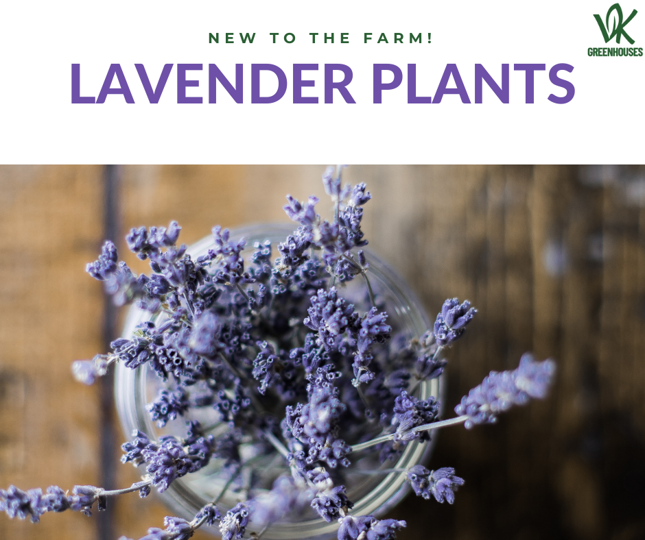 New to the Farm: Lavender!
