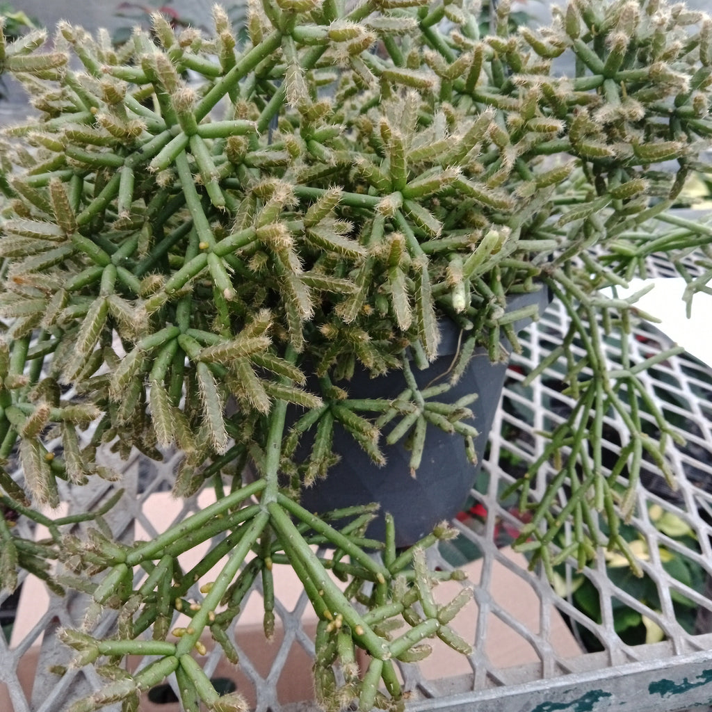 Rhipsalis Mistletoe Cactus 6