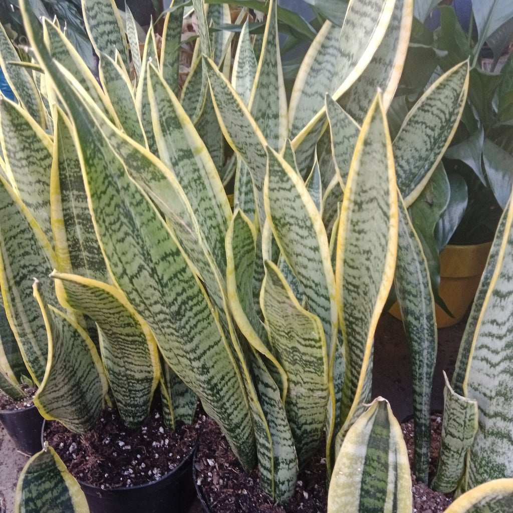 Sanseveria - 