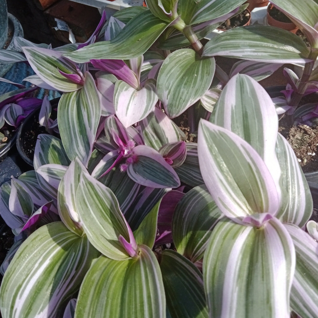 Tradescantia - Nanouk / Bubblegum (4