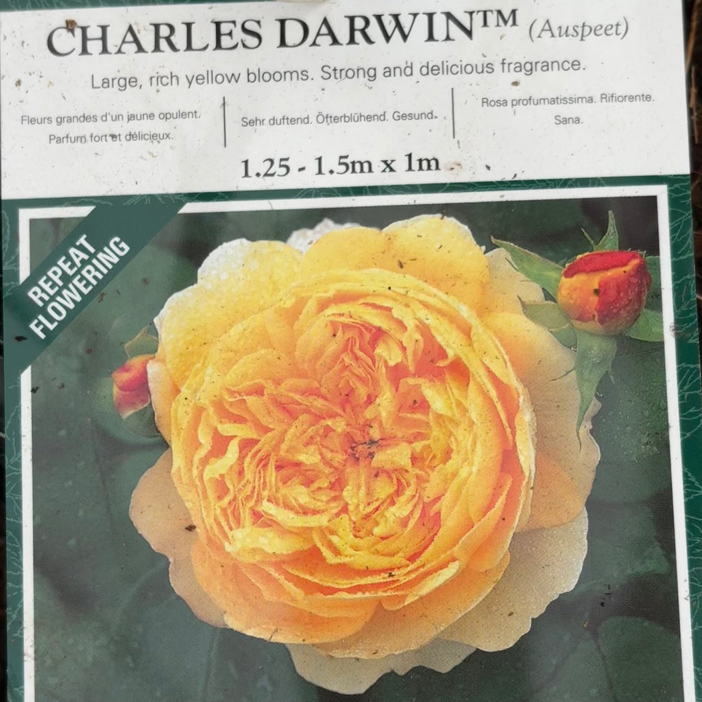 David Austin Rose - “Charles Darwin”