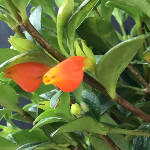 Goldfish (4