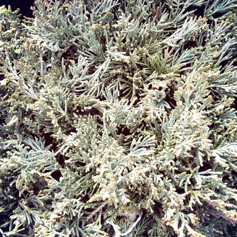 Juniper - 