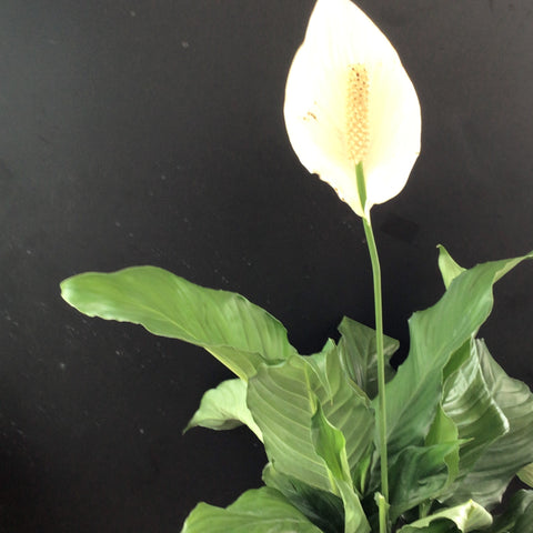Spathiphyllum - 