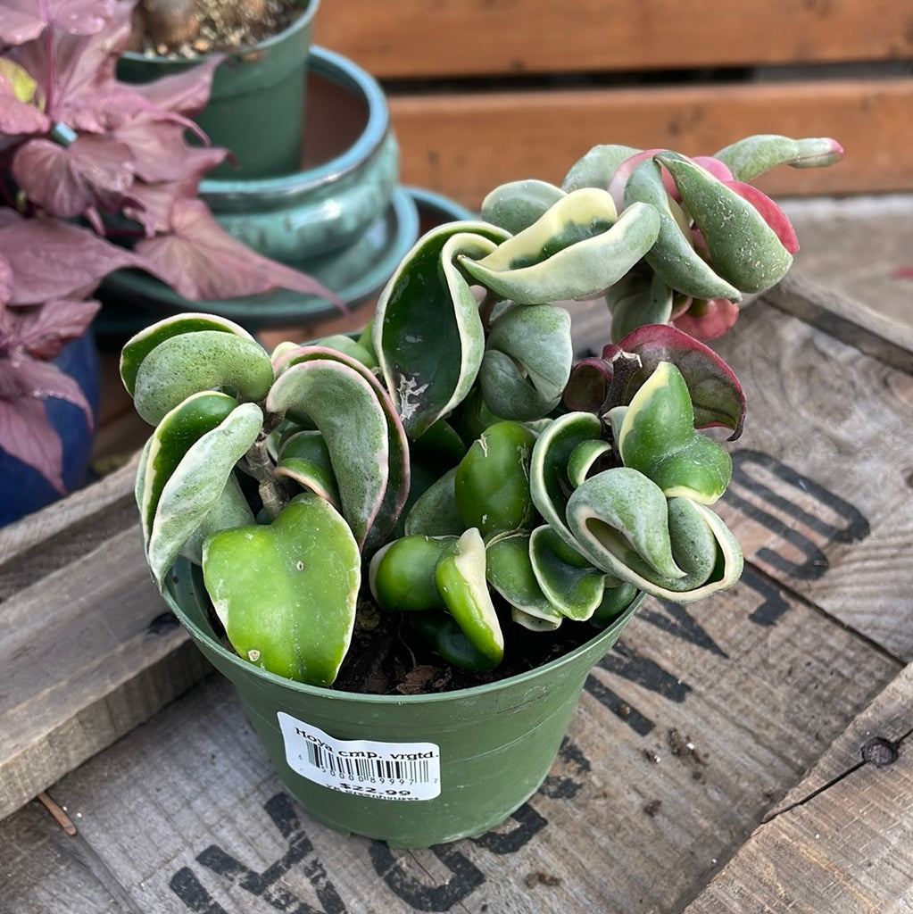 Hoya compacta variegated