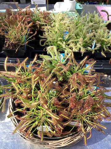 Carnivorous Cape Sundews