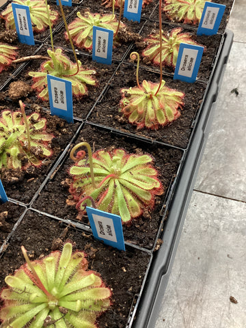 Sundew (Aliciae)