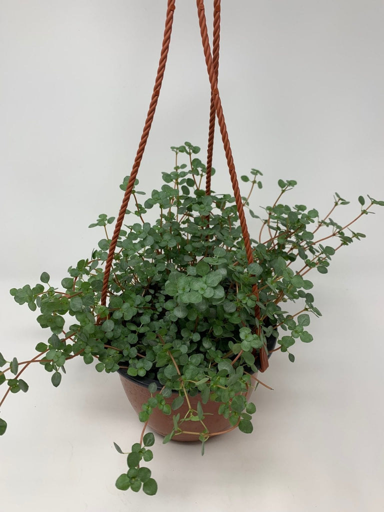 Pilea Aquamarine (6