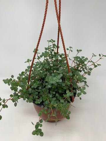 Pilea Aquamarine (6