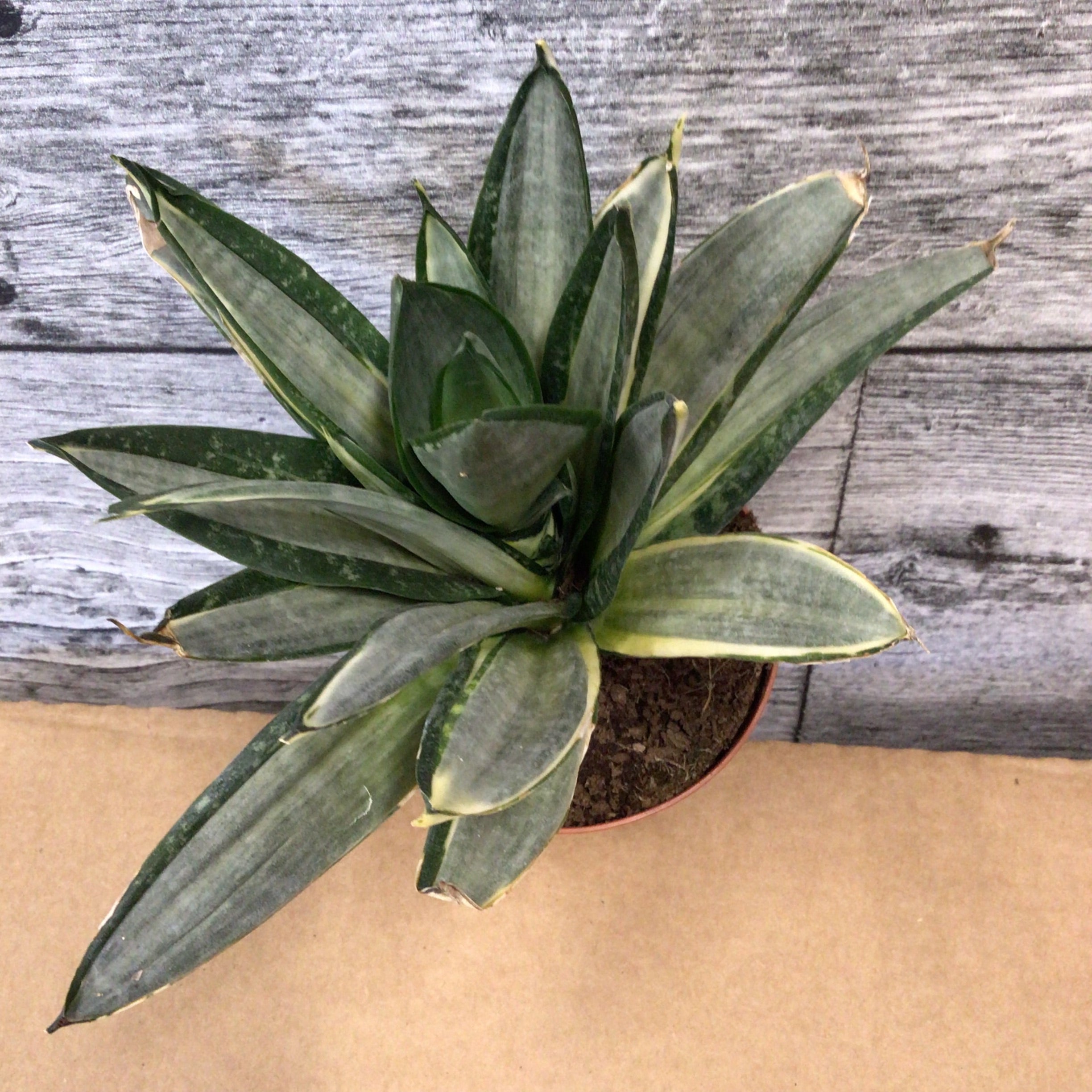 sansevieria silver hahnii Sanseveria