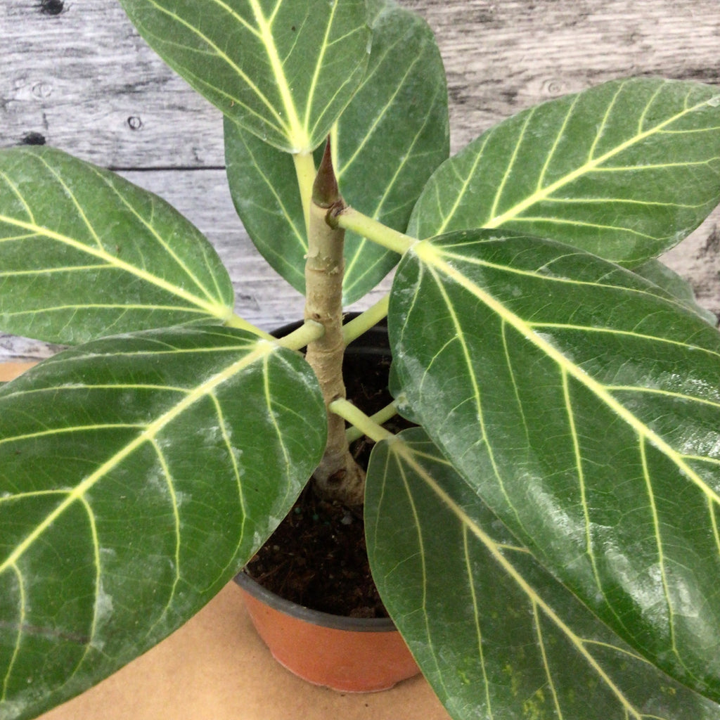 ficus audrey 6 Ficus