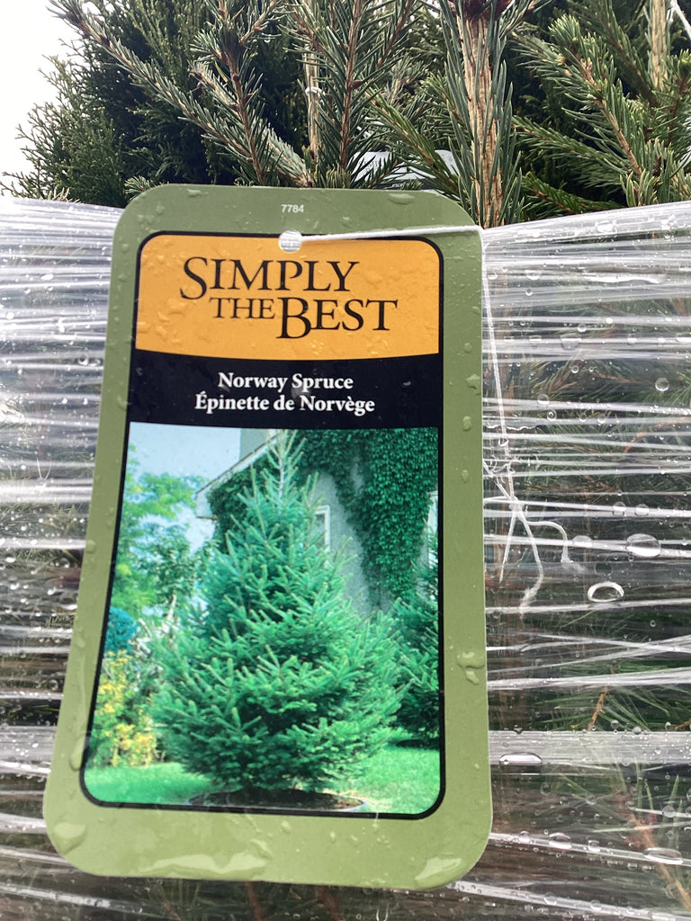 Spruce - 