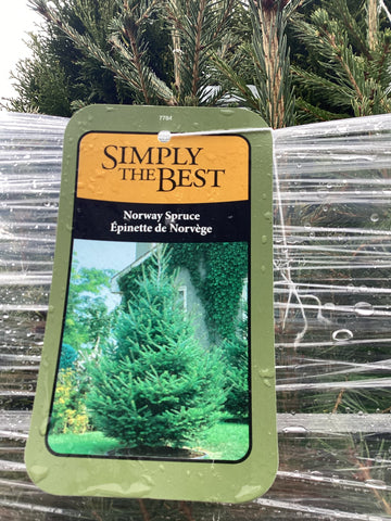 Spruce - 