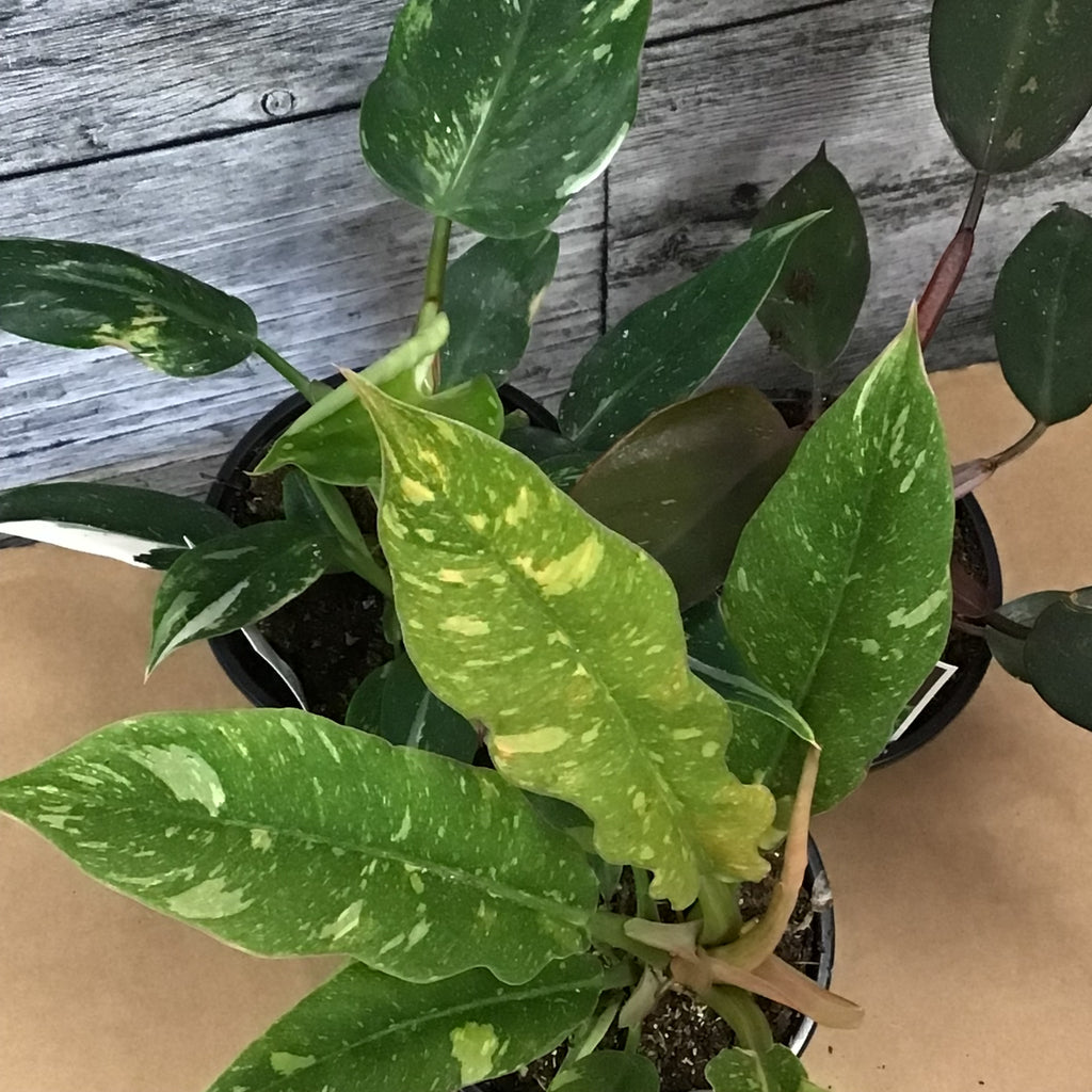 premium philodendron Philodendron