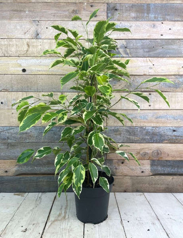Ficus - Benjamina Variegated (6