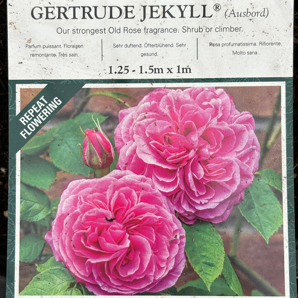 David Austin Rose - “Gertrude Jekyll”