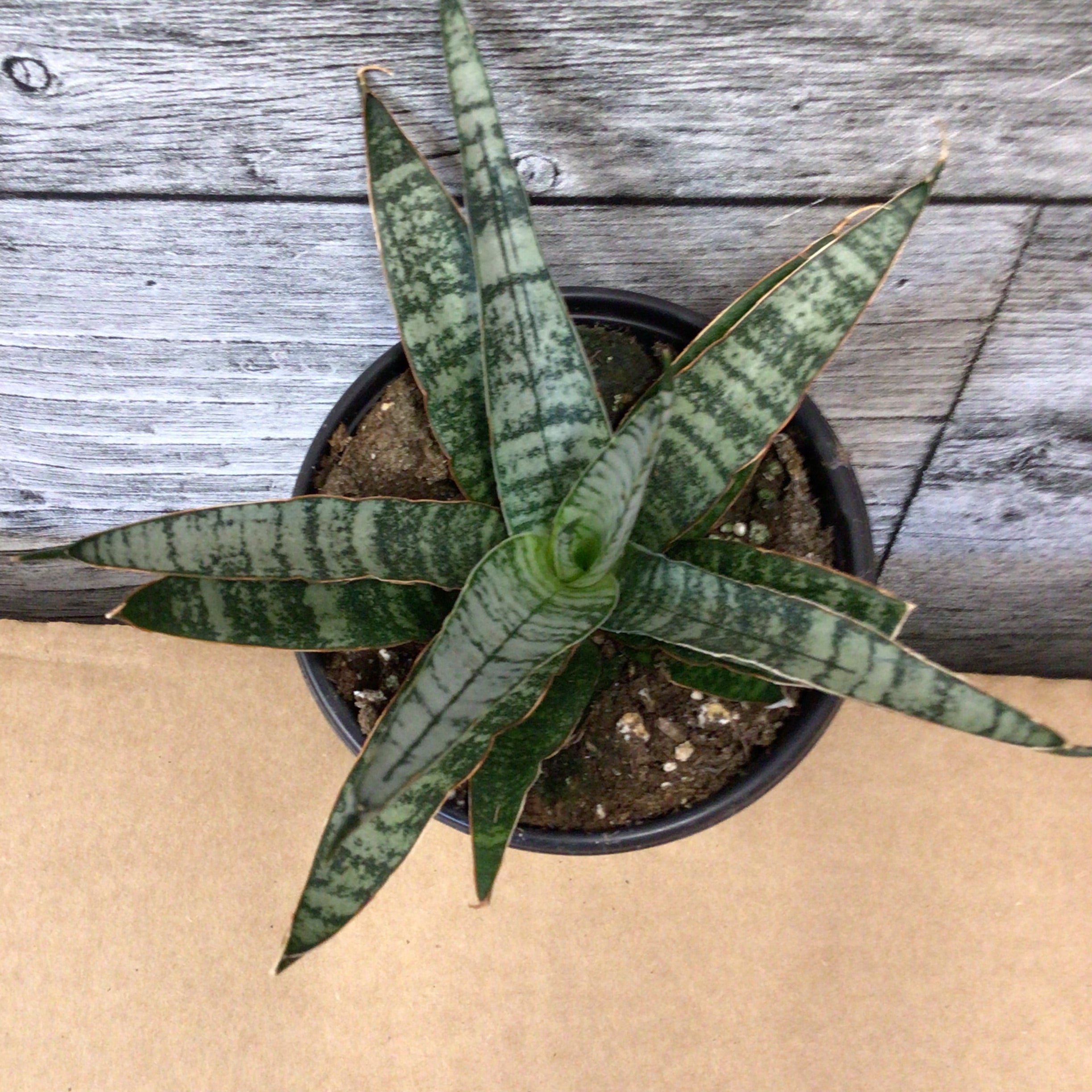 Sansevieria- “Silver Wave” (4”) – Vankampens Greenhouses
