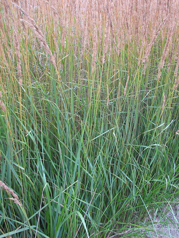 Perennial Grass - 