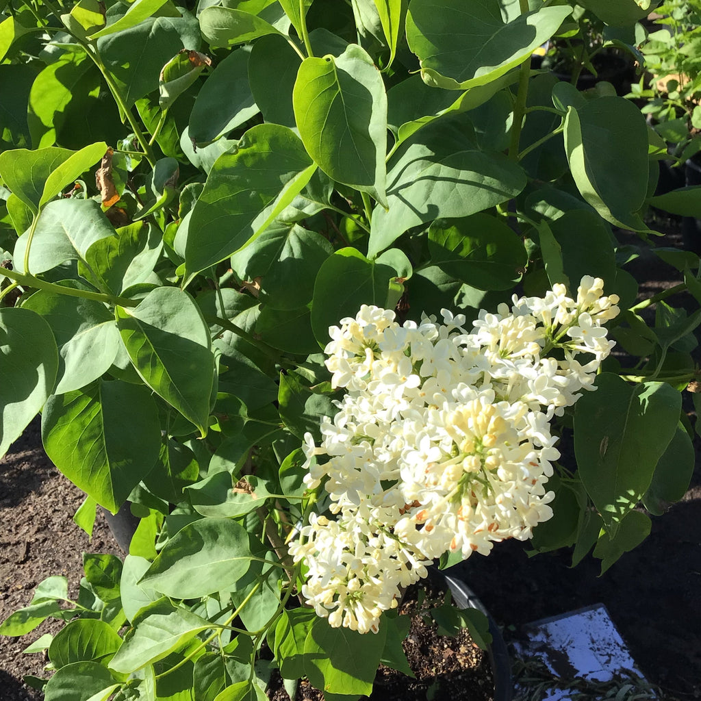 Lilac - “Primrose” (2gal)