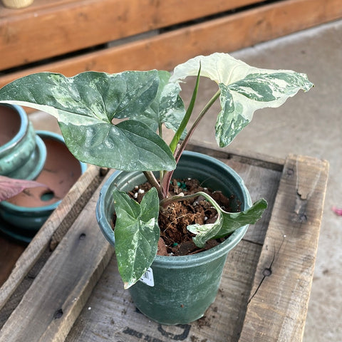 Syngonium Arrowhead - 