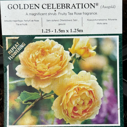 David Austin Rose - “Golden Celebration”