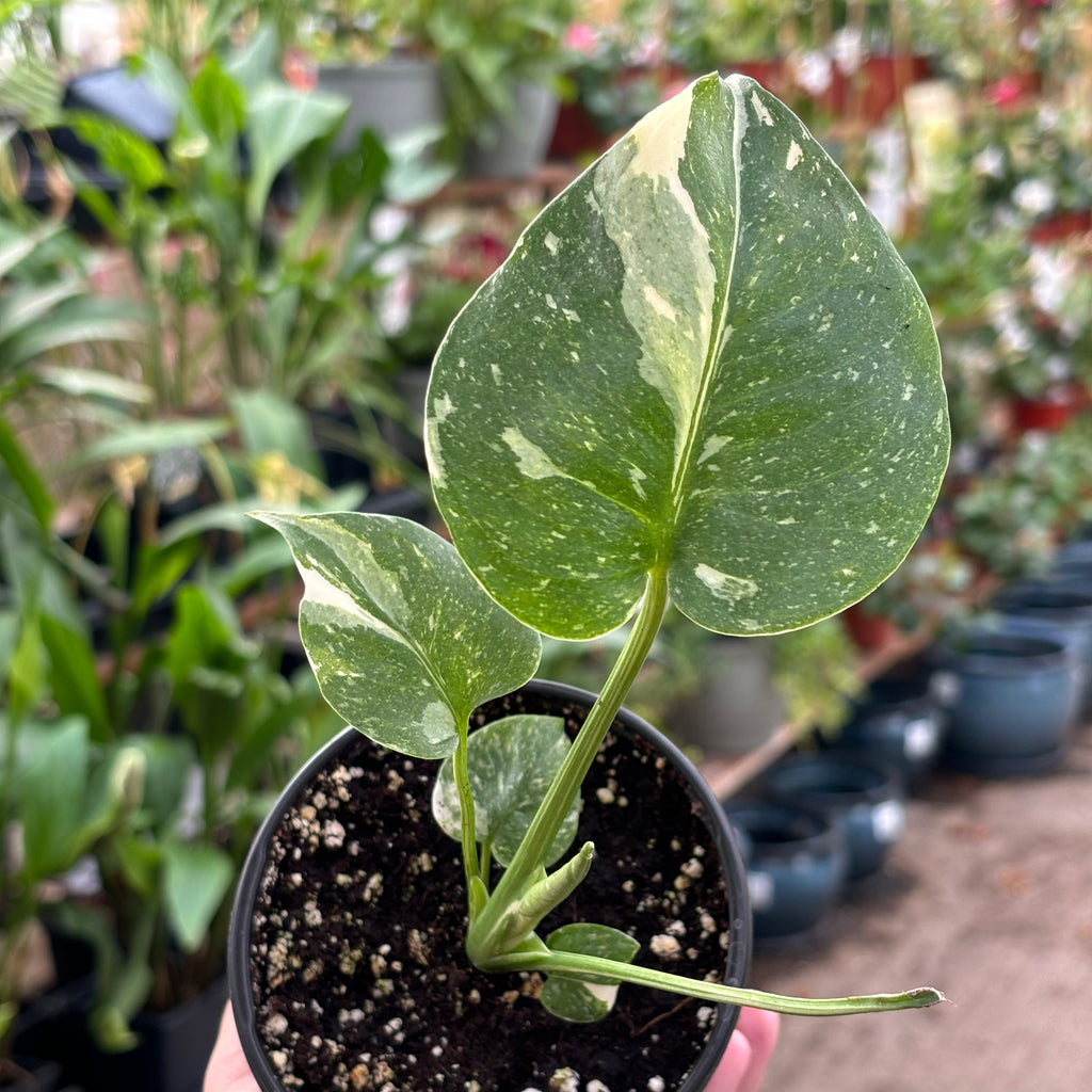 Monstera - 