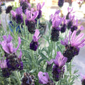 Ornamental Lavender - 
