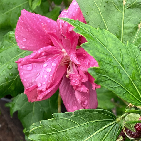 Hibiscus Rose Of Sharon - 