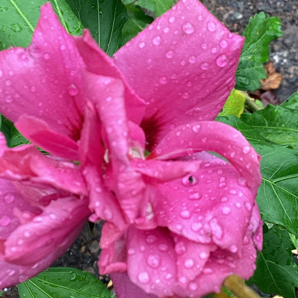 Hibiscus Rose Of Sharon - 