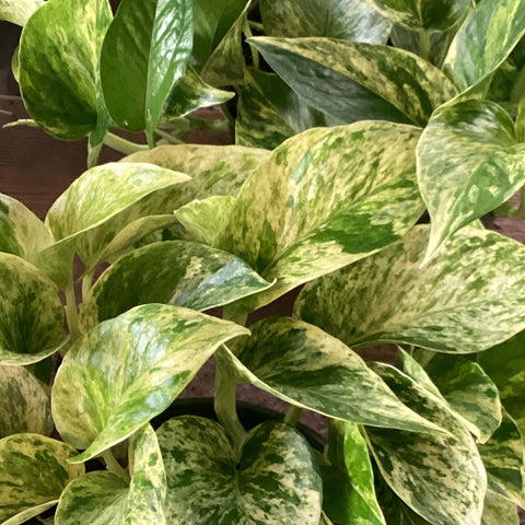 Pothos - 