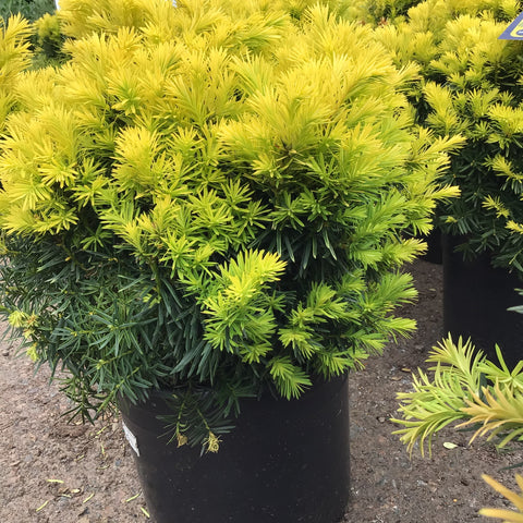 Yew - Sunburst (3Gal)