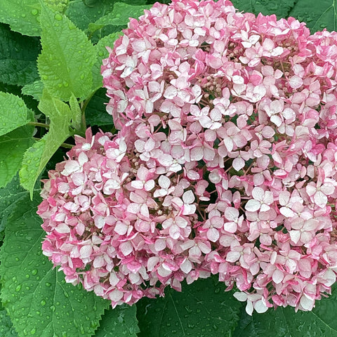 Hydrangea a. - 