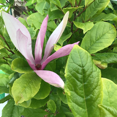 Magnolia - 