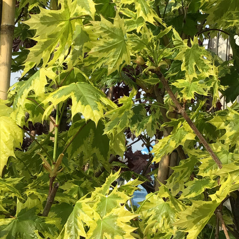Maple Norway - “Harlequin” (7Gal)