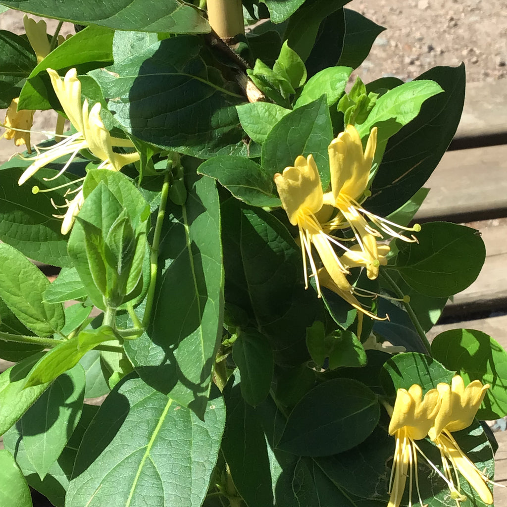 Honeysuckle Vine - 