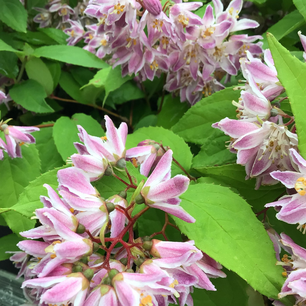 Deutzia - 