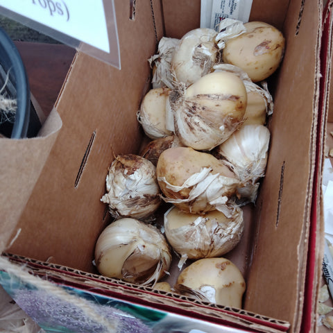Bulbs - 
