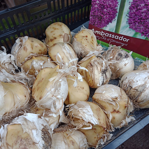 Bulbs - 