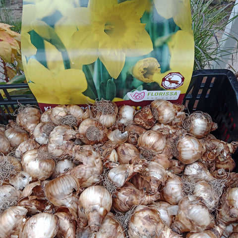 Bulbs - 