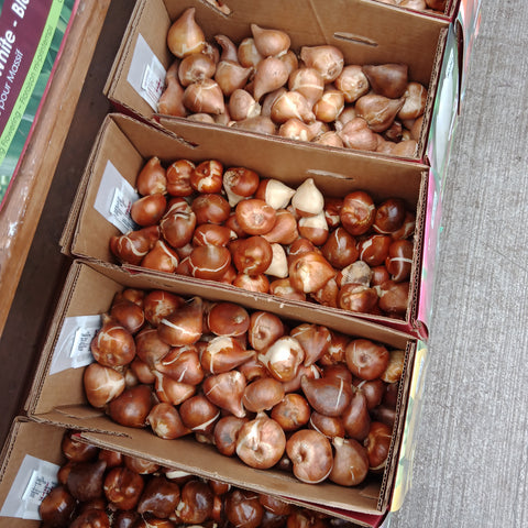 Bulbs - 